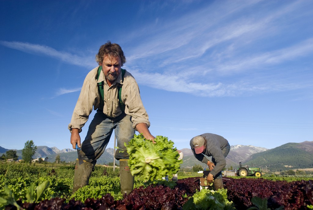Steve Elliot, left, Kai Hoffman-Krull and Franco Salazar harvest lettuce at Lifeline Produce in Victor, Mont.
